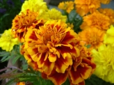 庭の<strong>花</strong>1877_1024