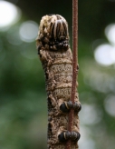Caterpillar01